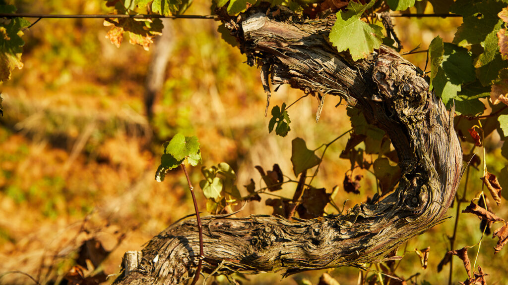 Alter Rebstock im Rebberg der Cave de l'Hospice de Salquenen