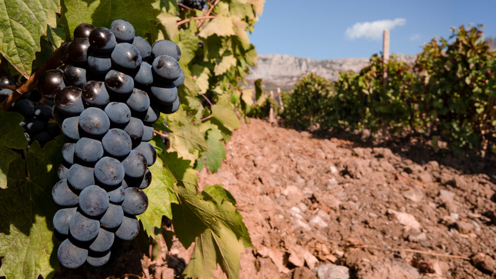 Rotweintrauben auf dem Terroir der Cave de l'Hospice de Salquenen
