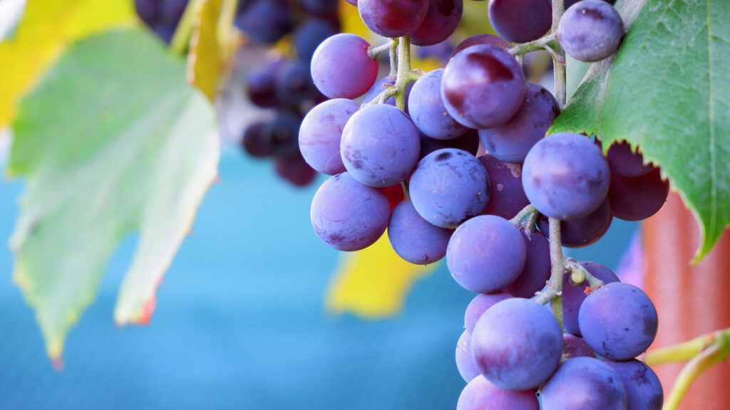 Rote Weintrauben an Reben bei der Cave de La Côte