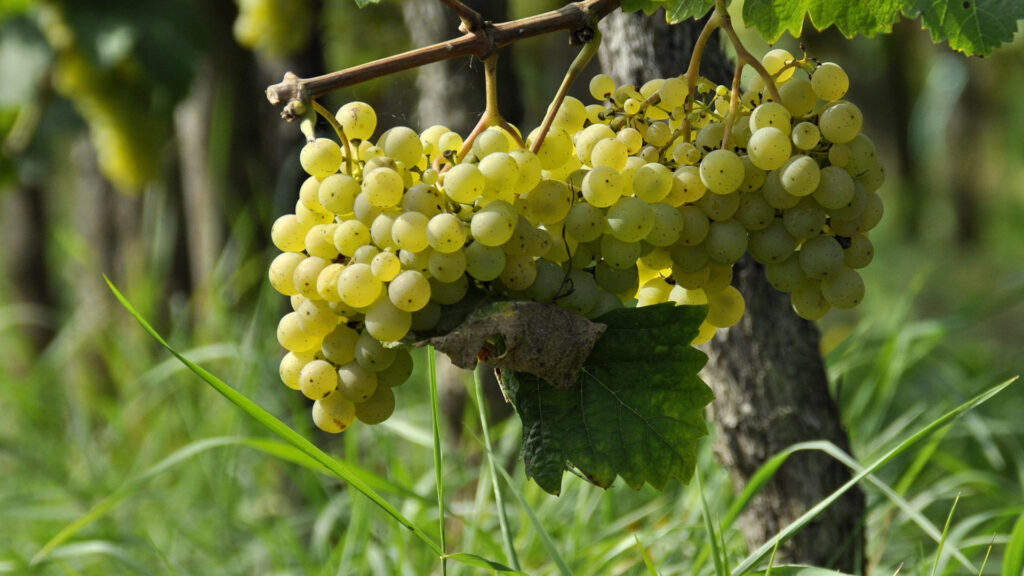 Weisse Weintrauben an Reben bei der Cave de La Côte