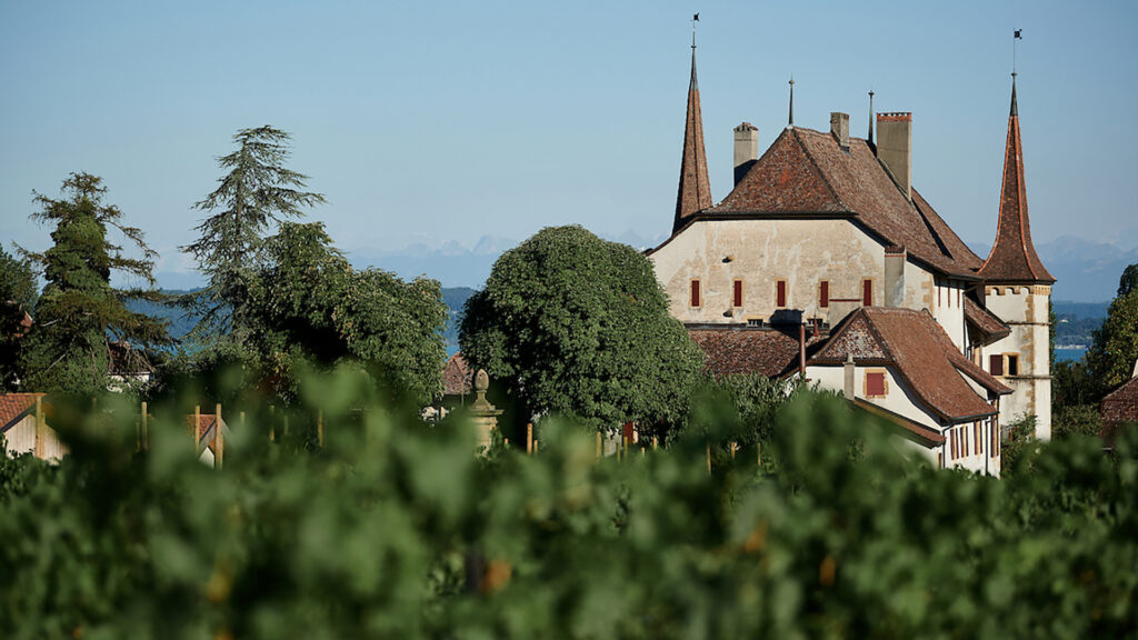 Weinberg mit grünen Blätter im Vordergrund und das Château d'Auvernier im Hintergrund