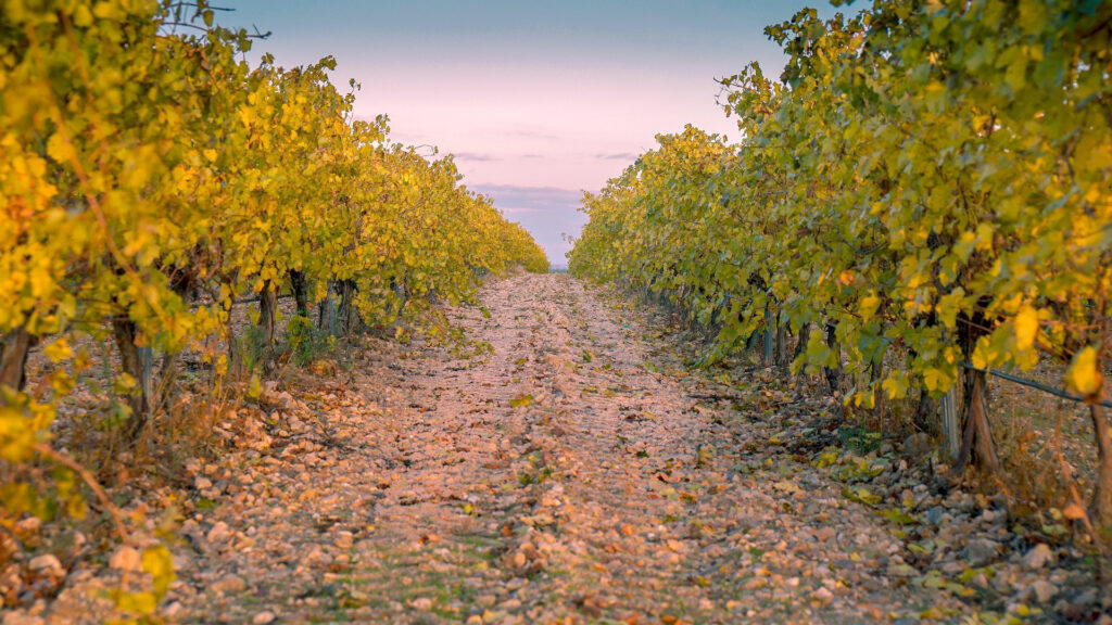 Rebberge von Château d'Auvernier mit Rebreihen und Blick über die Landschaft