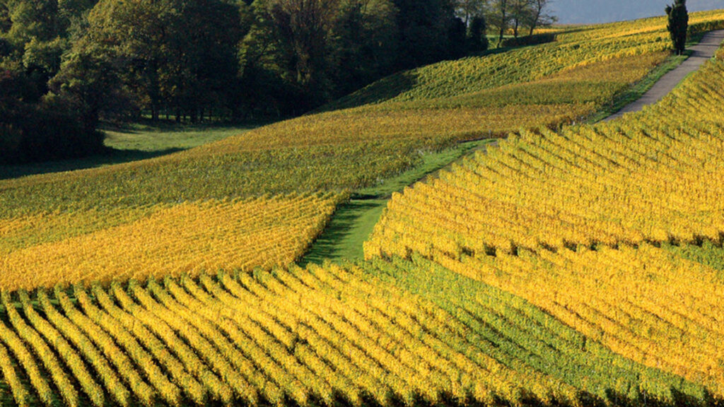 Weinberge und Weingut Domaine Hutins in Genf mit Rebzeilen