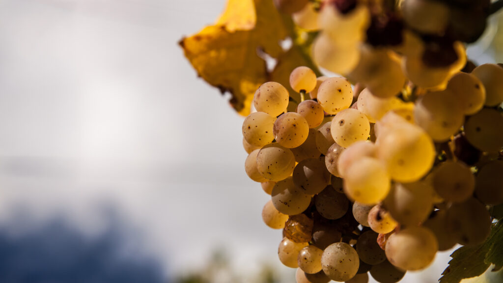 Chasselas Weintrauben von Domaines Les Frères Dubois am Rebstock kurz vor der Lese
