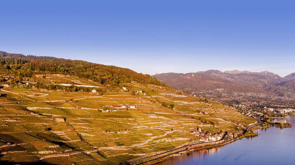 Weinberge von Domaines Les Frères Dubois am Genfersee mit Rebreihen und See im Hintergrund