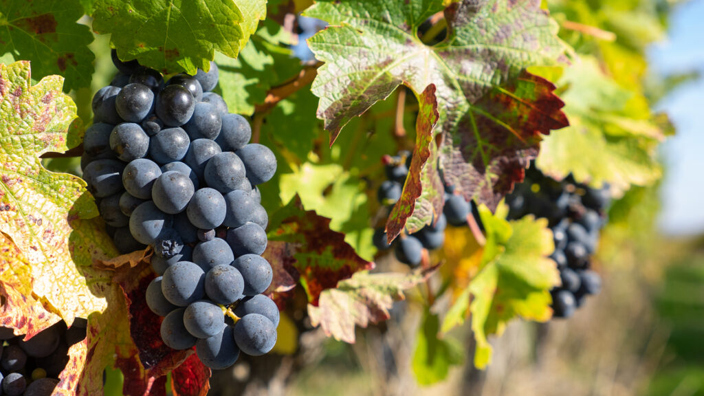 Reife Merlot Weintrauben von Domaines Les Frères Dubois am Rebstock