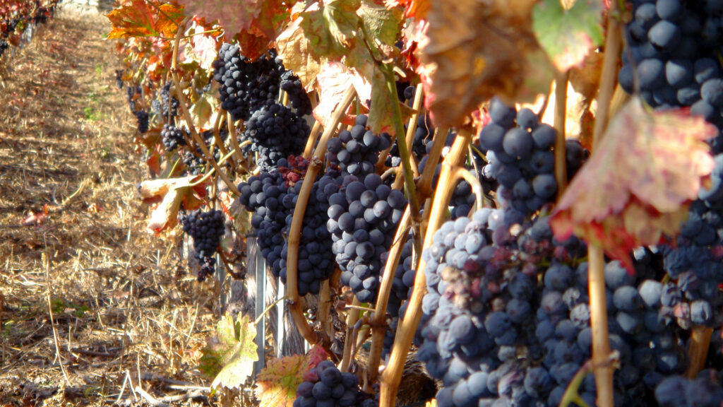 Oskar Mathier-Oggier Rebberg: Nahaufnahme von reifen blauen Trauben, die an Rebstöcken in einem Weinberg hängen 