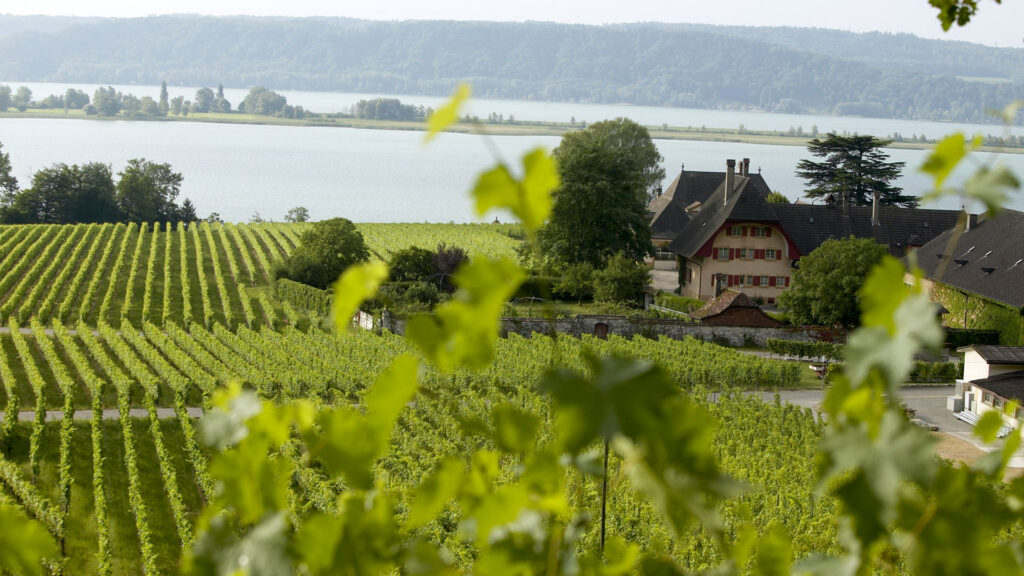 Rebberg des Rebgut Stadt Bern am Bielersee mit Reihen von Rebstöcken und Blick über den See. Bio-Wein Anbau in der Region Bielersee