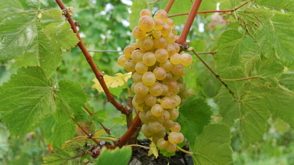 Reife Chasselas Weissweintrauben am Rebstock von Waldvogel Weine