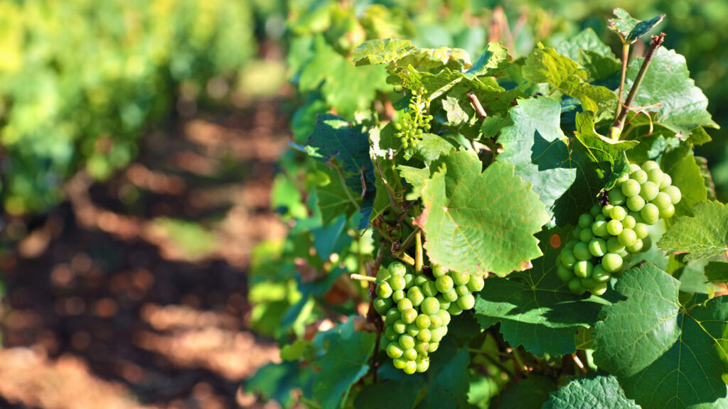 Weinreben von Waldvogel Weine mit grünen Trauben in einem sonnigen Weinberg