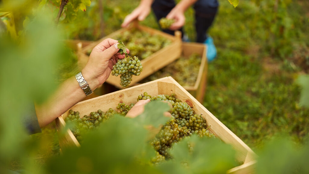 Weinernte von weissen Trauben im Rebberg für Weisswein von Waldvogel Weine