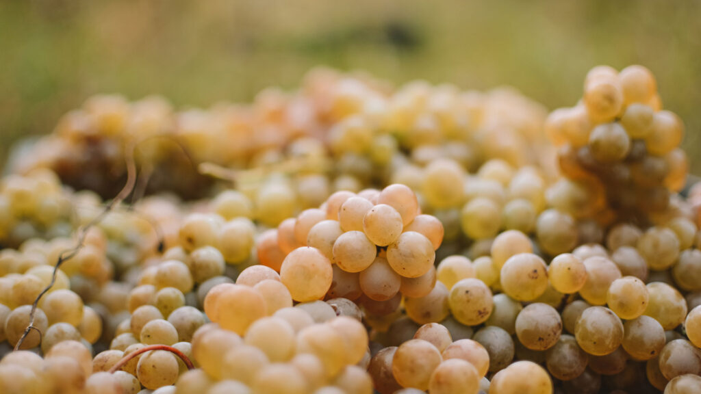 Nahaufnahme von mehreren Trauben mit runden Beeren in Weinberg von Weinbau Elias Bachmann