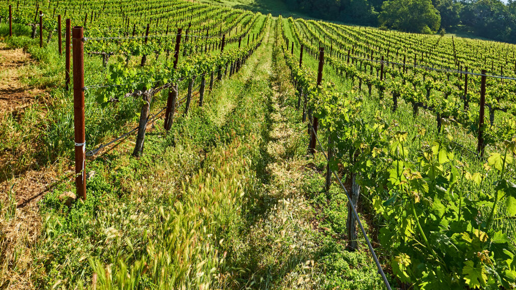 Weinberg von Weinbau Elias Bachmann in Gelfingen mit Reben auf Reihen