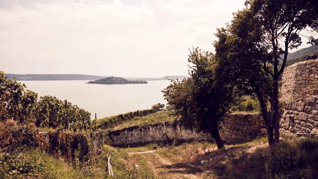 Weingut Frauenkopf mit Reben, Baum und Trockenmauer vor einem See mit Inseln im Hintergrund