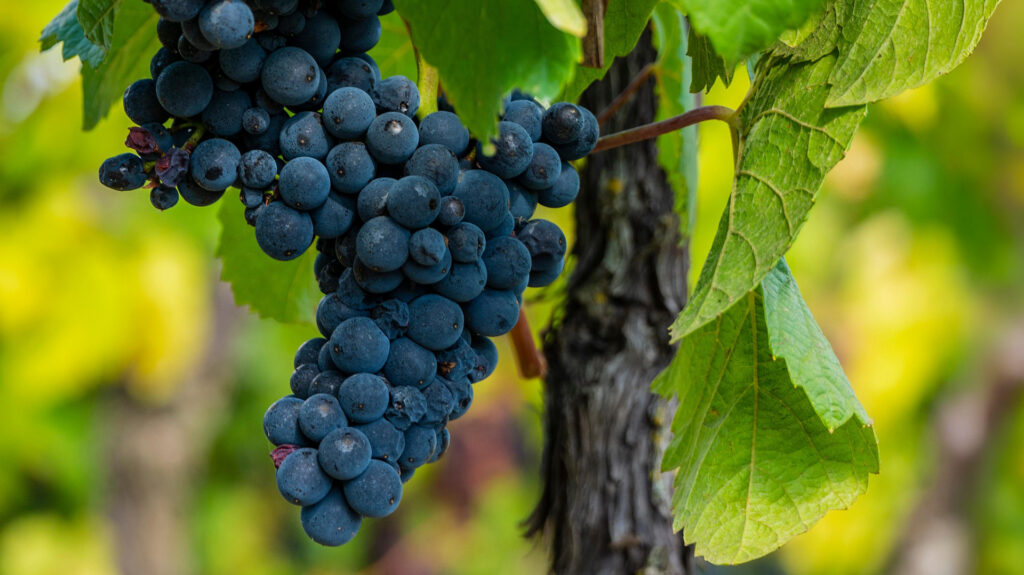 Pinot Noir Trauben reif am Weingut Frauenkopf