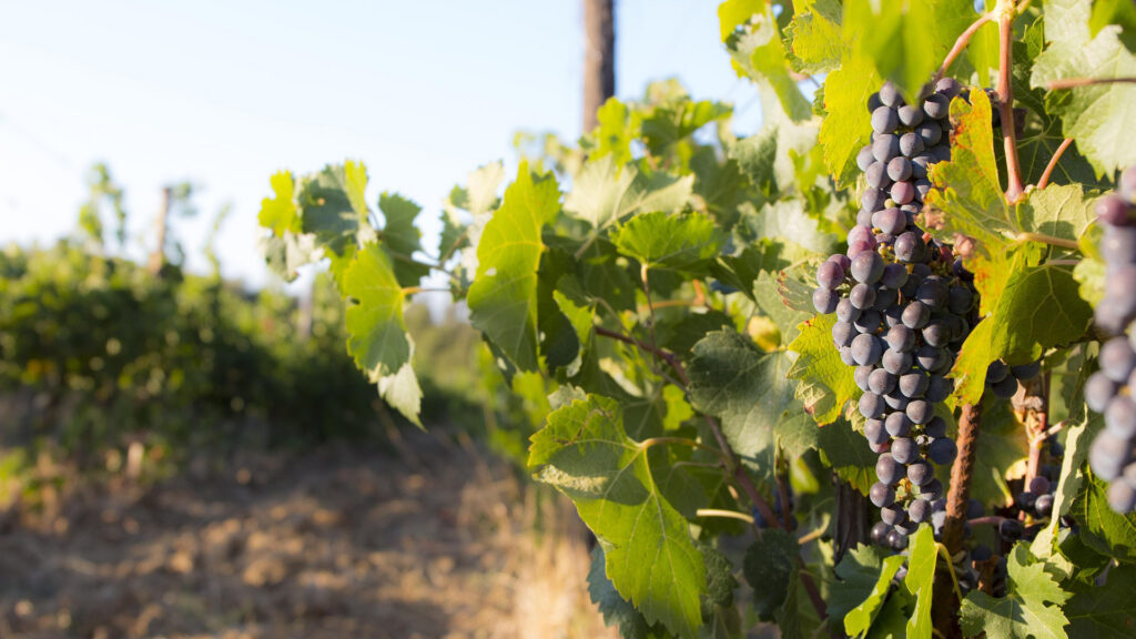 Rote Weintrauben am Rebstock im Weingut Frauenkopf