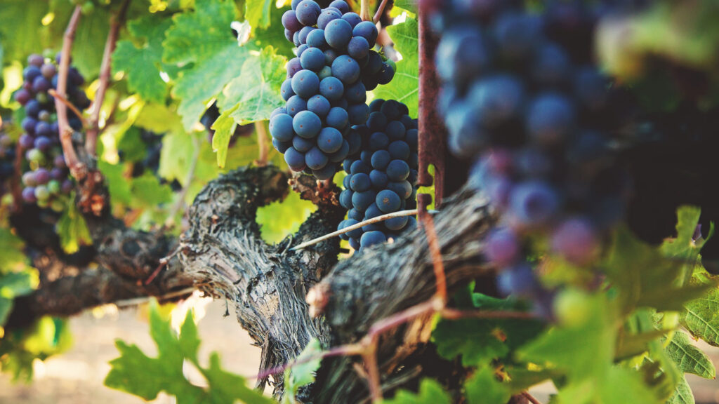 Weingut Heidegg Pinot Noir Trauben am Rebstock