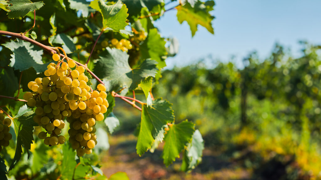 Weingut Heidegg Weissweintrauben an Rebstock im Weinberg