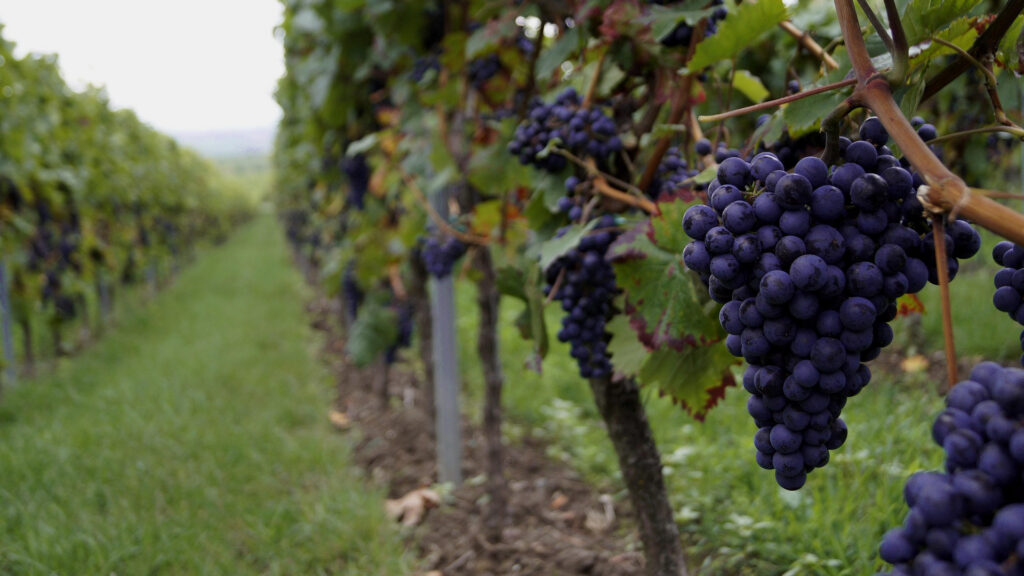 Raisins de vin rouge sur un cep de vigne dans le vignoble du domaine Kaiserspan, raisins suspendus entre des feuilles vertes