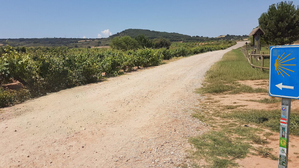 Weinregion Rioja Weinberg am Jakobsweg mit Reihen von Rebstöcken