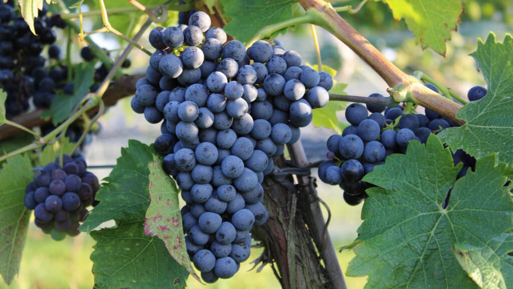 Weinregion Rioja Weinberg mit reifen Garnacha Rotweintrauben an Rebstöcken