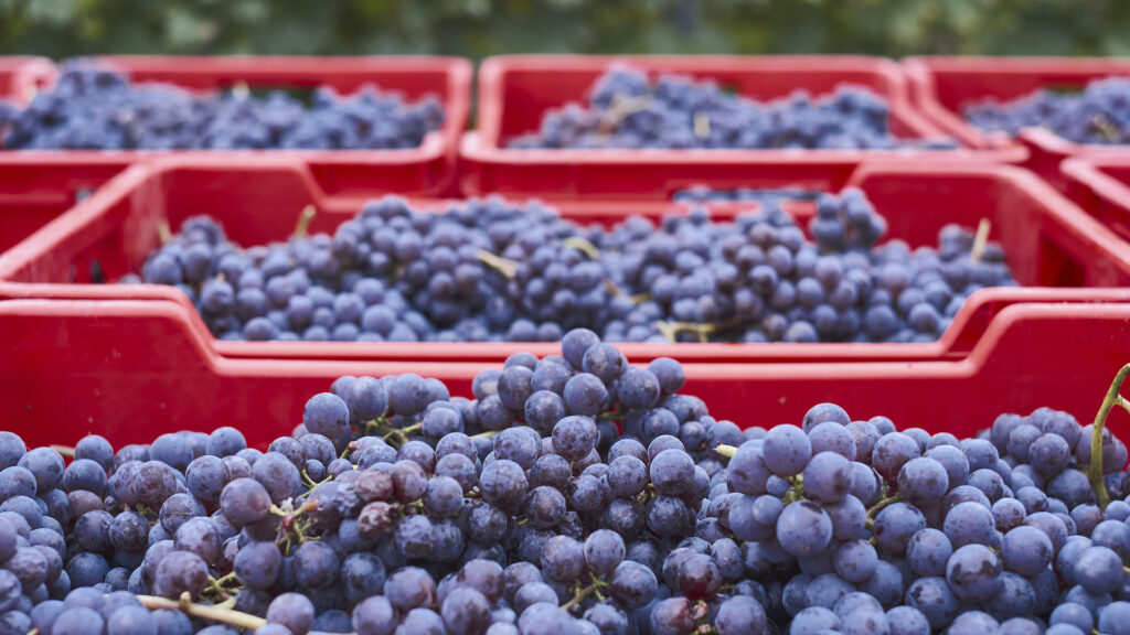 Weinregion Rioja Weinberg mit Traubenlese für Weinherstellung