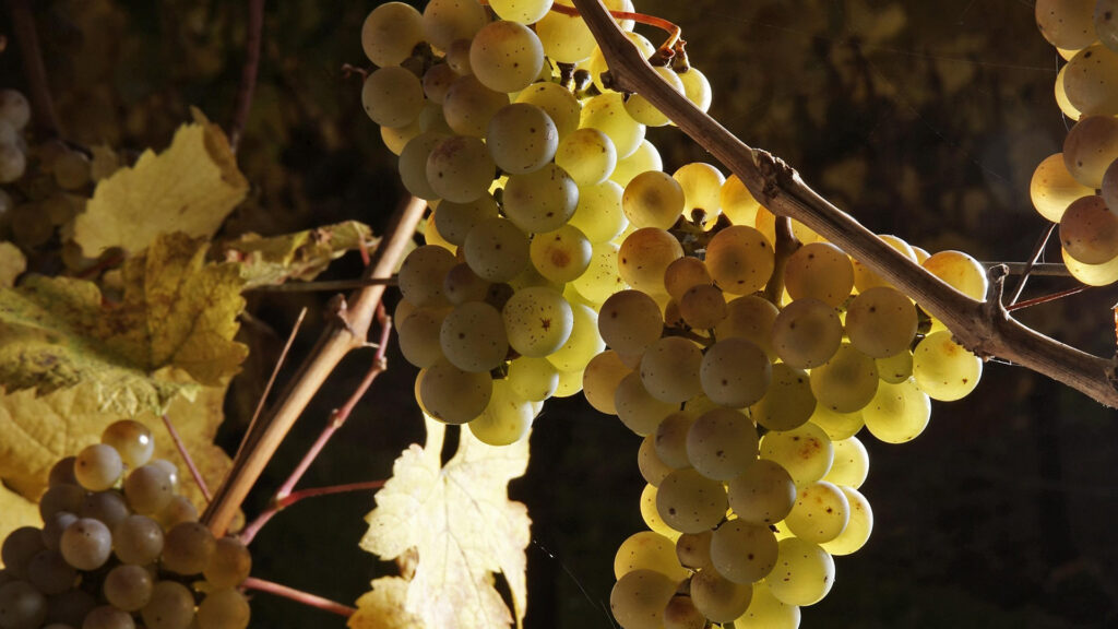 Reife Heida‑Trauben am Rebstock – Traditionsrebsorte des Walliser Weinbaus