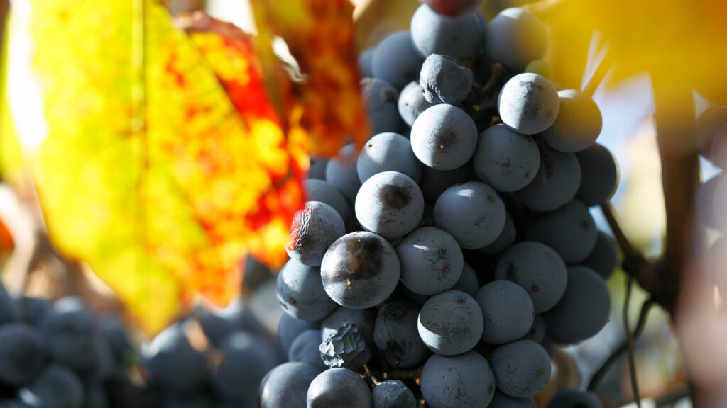 Nahaufnahme von Sangiovese Trauben in der Weinregion Toskana