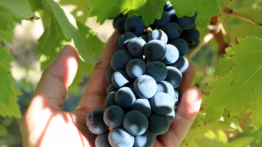 Reife Syrah Weintrauben in Nahaufnahme in der Weinregion Rhônetal Frankreich