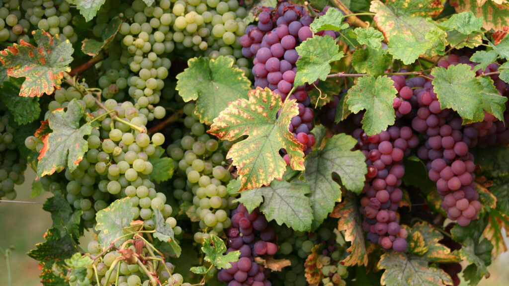 Unterschiedliche Traubensorten im Weinberg der Weinregion Rhônetal Frankreich
