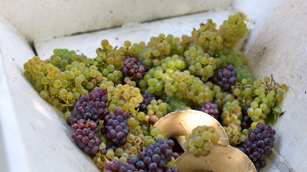 Verschiedene Traubensorten für Cuvée in der Weinregion Rhônetal Frankreich