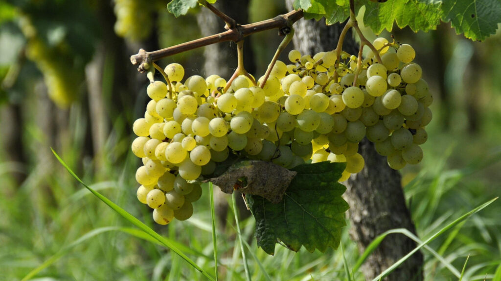 Reife Trauben an einem Weinstock aus der Weinregion Rhônetal Frankreich