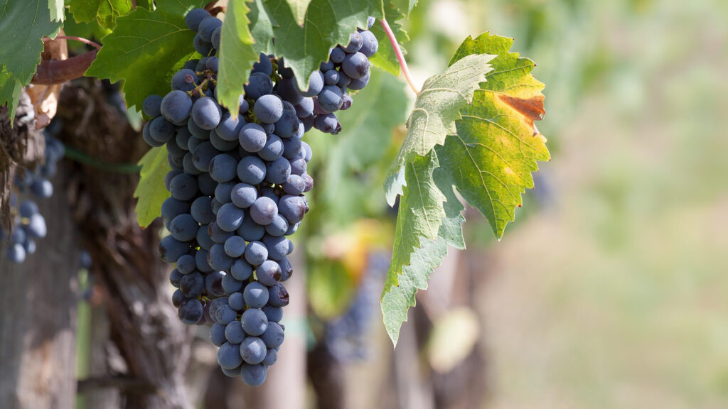 Nahaufnahme eines reifen Traubenbündels der roten Rebsorte Dôle an einem Weinstock mit grünen Blättern für Schweizer Rotweine