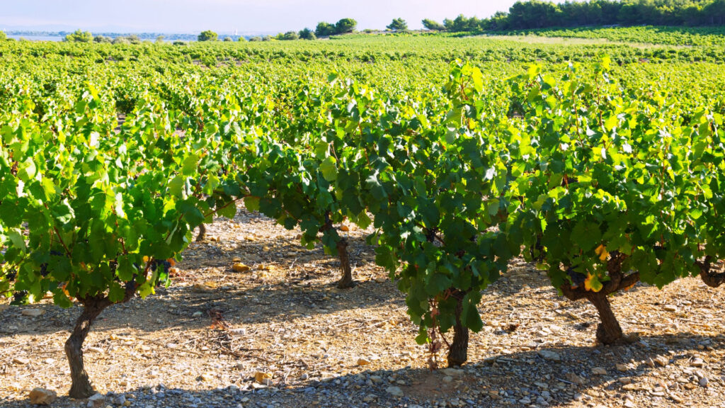 Ein sonniger Weinberg mit Reihen von grünen Weinstöcken, die in trockenem, steinigem Boden wachsen, unter einem klaren blauen Himmel.