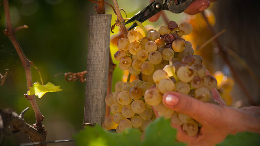 Hand schneidet eine Traube mit gelb-grünen Beeren von einem Rebstock ab, im Hintergrund unscharfe grüne Blätter.