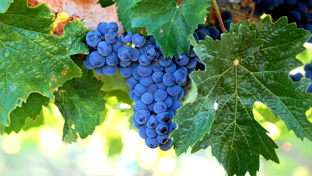 Reife Merlot-Weintrauben hängen an der Rebe, umgeben von grünen Blättern, im Weinberg von Matasci Vini.