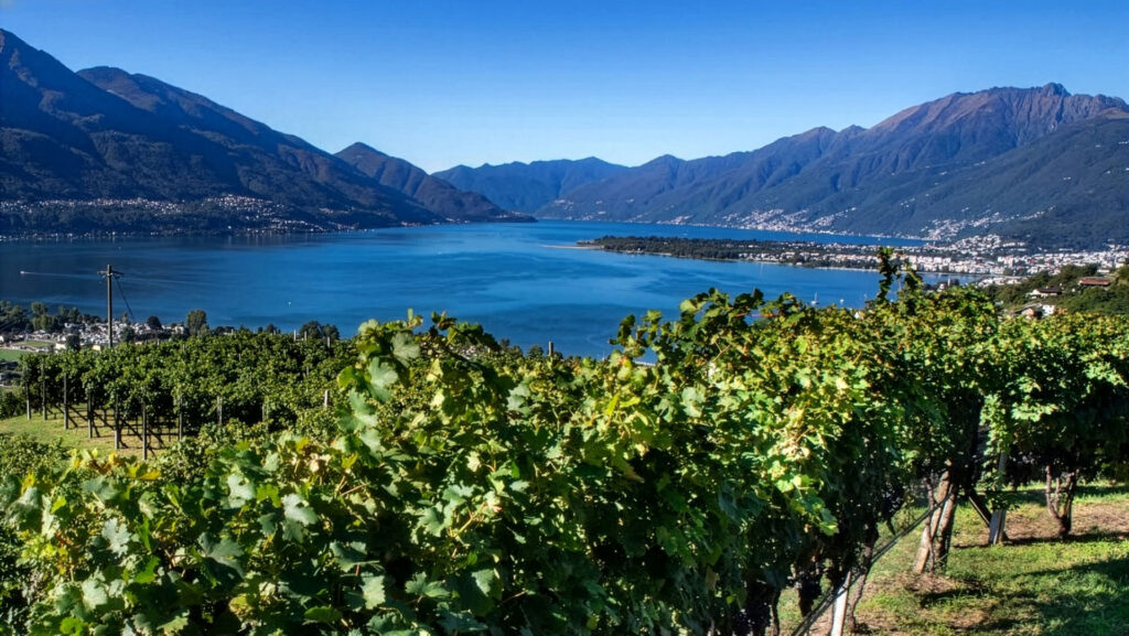 Ein üppiger Rebberg erstreckt sich vor dem malerischen Lago Maggiore mit majestätischen Bergen im Hintergrund.