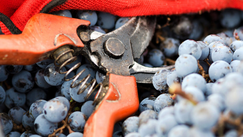 Reife Trauben liegen neben einer roten Rebschere, die für die Weinlese bei der Weinherstellung genutzt wird.