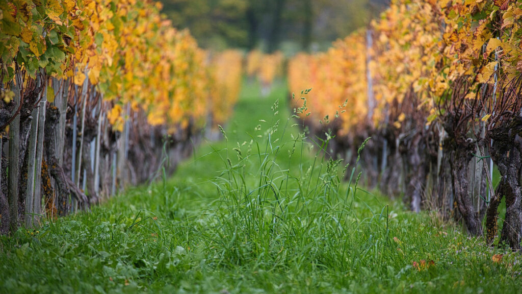 Reihe von Weinreben mit gelblichen Blättern und grünem Gras dazwischen, Blick in die Ferne.
