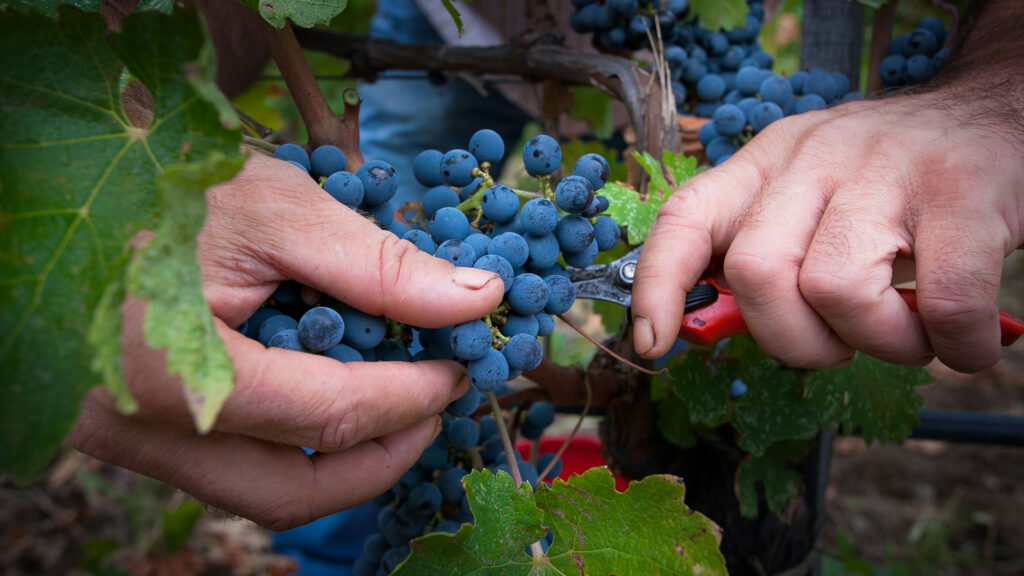 Hände schneiden mit einer Schere eine Traube blauer Weinbeeren an einem Rebstock ab.
