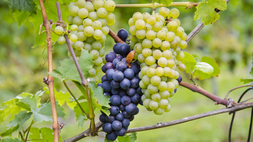 Zwei Trauben hängen an einem Weinstock, eine mit grünen und eine mit blauen Beeren, umgeben von grünen Blättern.