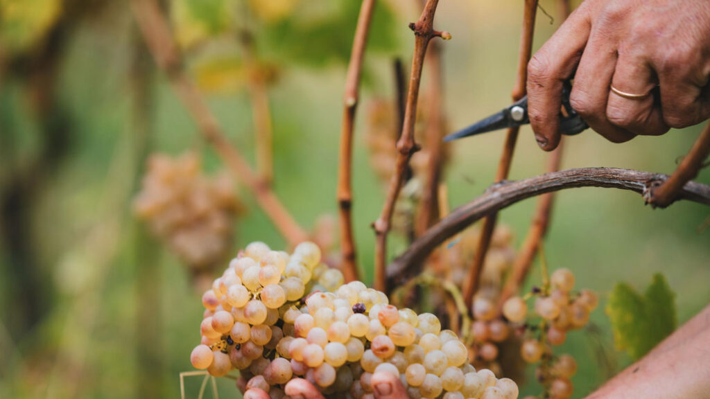 Weinlese: Eine Hand schneidet reife, goldgelbe Trauben von einem Weinstock.