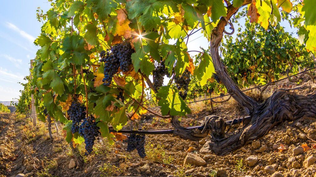 Weinreben mit reifen Trauben hängen an knorrigen Stämmen in einem sonnendurchfluteten Weinberg.