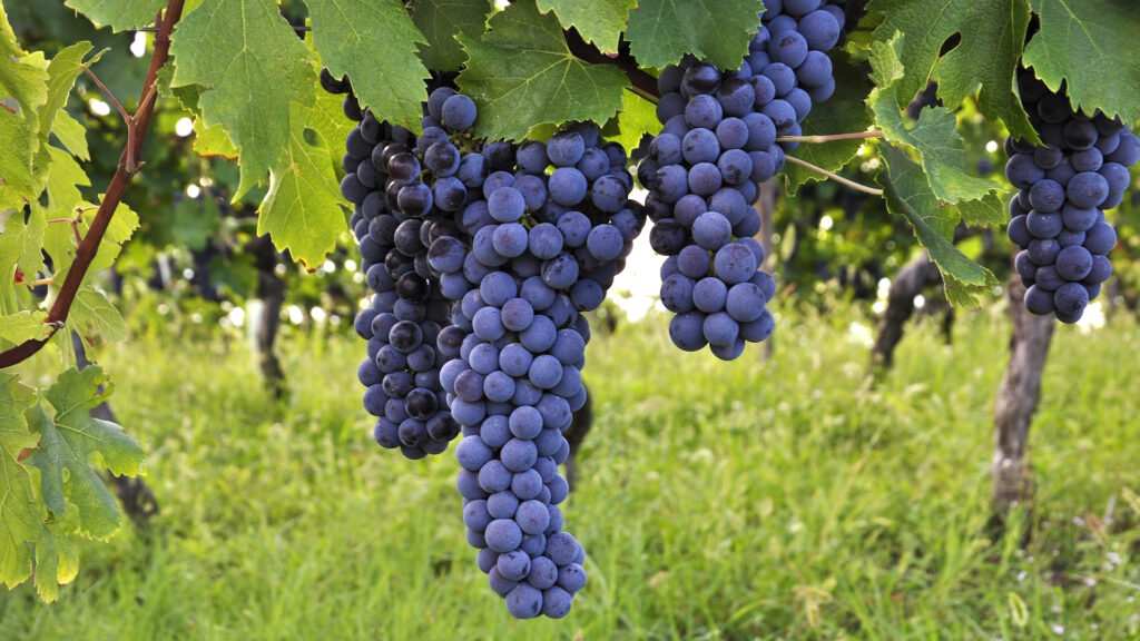 Mehrere Trauben der Rebsorte Primitivo hängen an einem Weinstock mit grünen Blättern.
