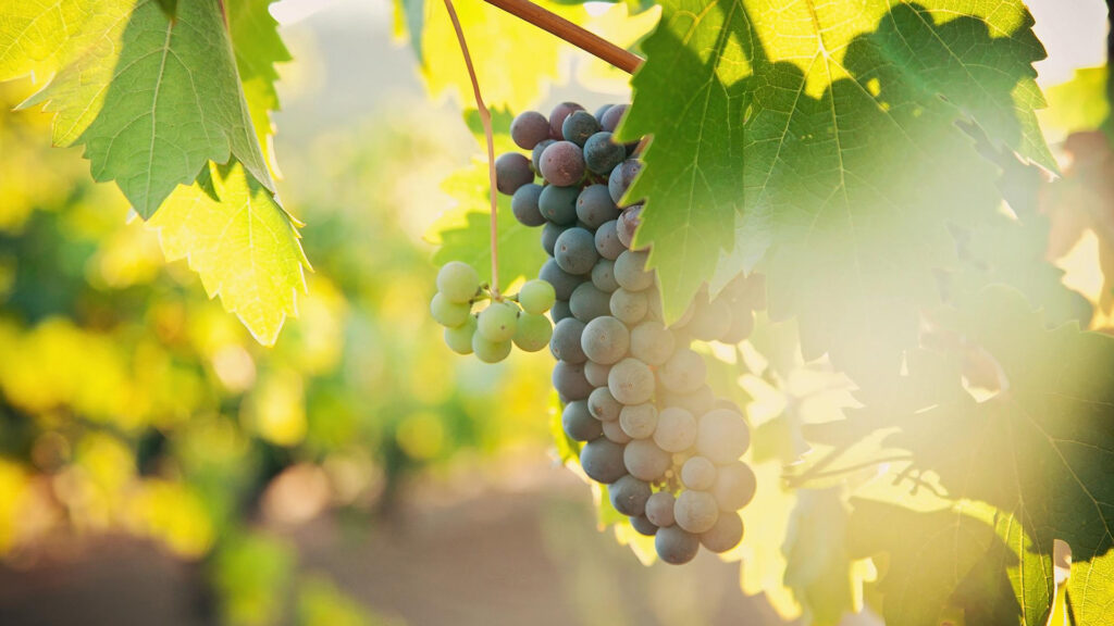 Trauben in verschiedenen Reifegraden hängen an einem Rebstock, umgeben von Blättern im Sonnenlicht.