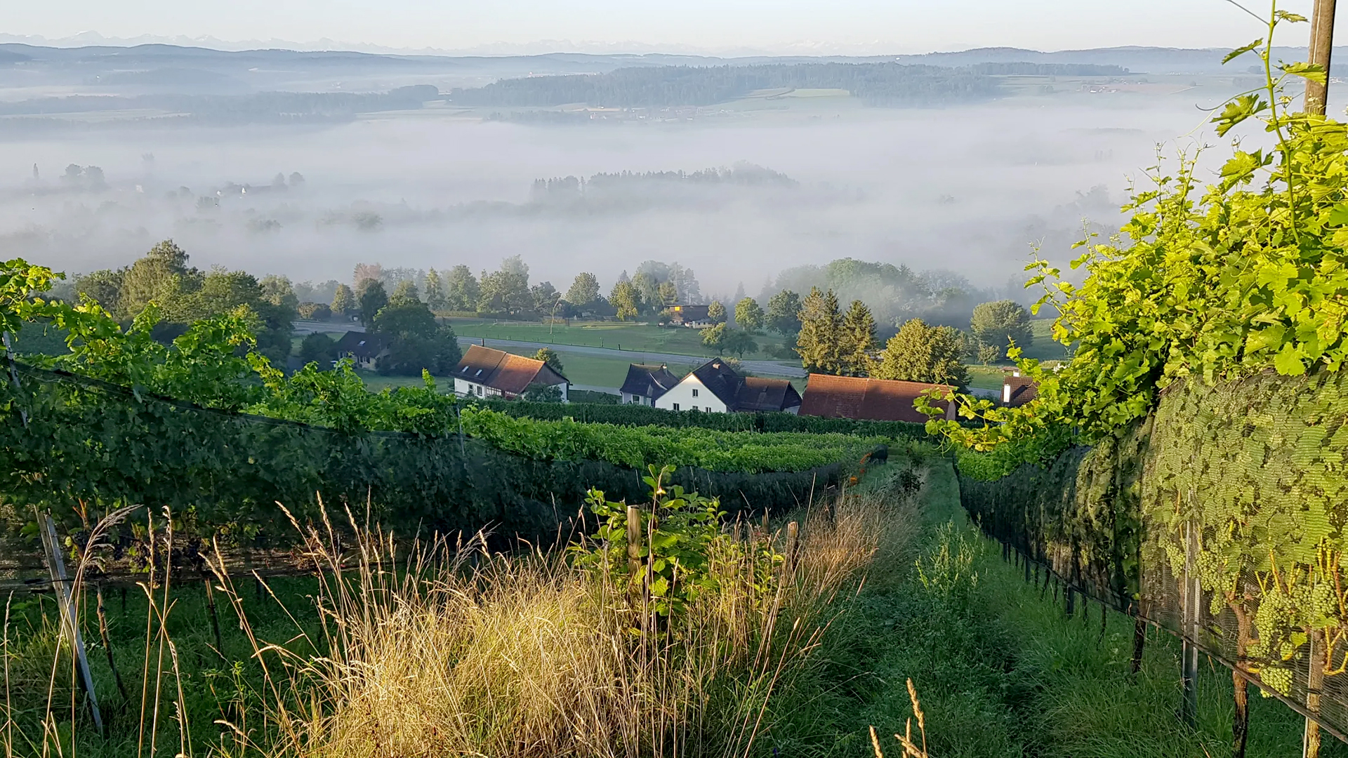 Blick über einen Weinberg mit Reben und Grasweg, dahinter Häuser und neblige Hügel im Hintergrund.