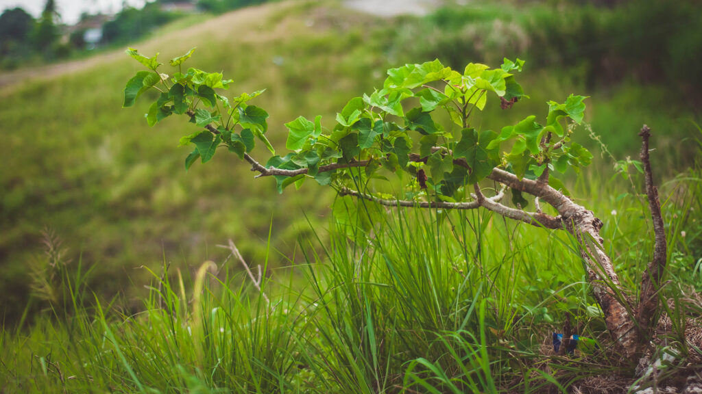 Junge Reben mit grünen Blättern wachsen an einem Weinstock in einer grasbewachsenen Hügellandschaft.