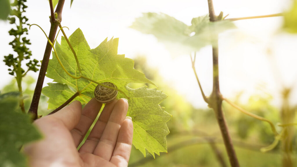 Hand hält ein grünes Weinblatt mit einer kleinen Schnecke darauf, im Hintergrund unscharfe Weinreben und Sonnenlicht.