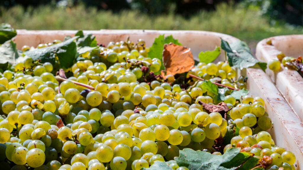 Nahaufnahme von mehreren hellgrünen Weintrauben mit Blättern in einer Holzkiste im Freien.