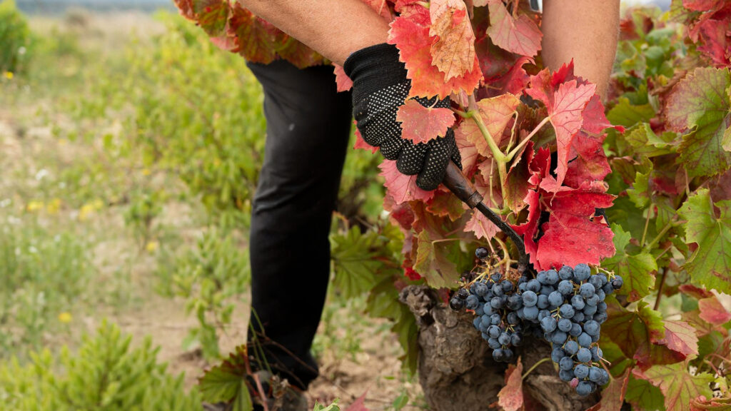 Person mit schwarzer Handschuh greift eine Traube blauer Weinbeeren in einem Weinberg mit roten Blättern.
